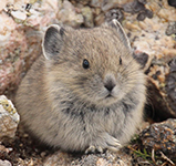 Minny Pika